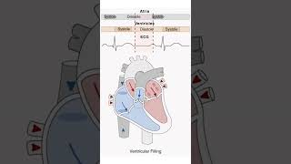 Anatomy of the Heart Structures and Blood Flow Cardiology Made Easy [upl. by Schram]