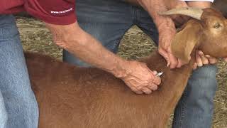 Bruce Carpenter  Sheep amp Goat  Injection Site [upl. by Hett]