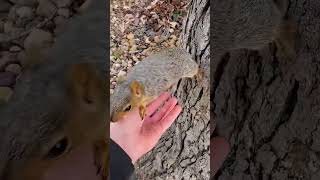 A girl accidentally saw a squirrel with an injured leg and then squirrel babysquirrels short [upl. by Savannah]