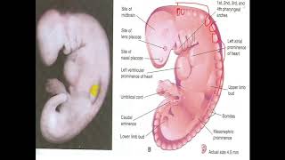 Embryology  mesodermal derivatives [upl. by Elyn]