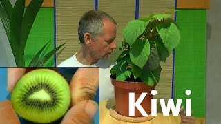 Kiwi vom Samen zur Pflanze [upl. by Sheena]