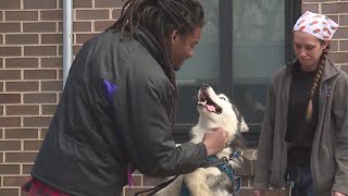 Dog who escaped after Kansas crash reunited with owner [upl. by Aihsoj]