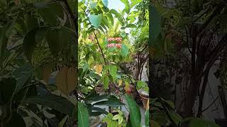 Star fruit कमरख गमले में लग गए starfruit कमरख [upl. by Janeva]