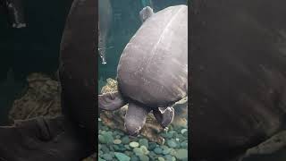 Pig nosed turtle at Central Park Zoo New York centralparknewyork centralparkzoo turtle [upl. by Madelaine]