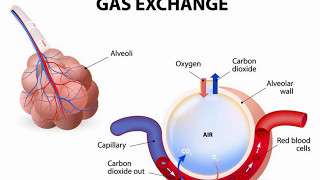 Difference Between Alveoli and Alveolus [upl. by Porte]