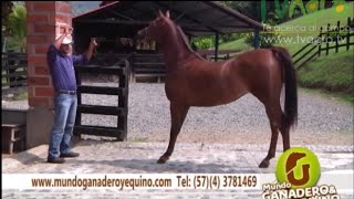 Origen y Características del Caballo Árabe  TvAgro por Juan Gonzalo Angel [upl. by Bjork]