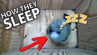 Hidden Secrets of Bird Sleeping Habits [upl. by Tjaden939]