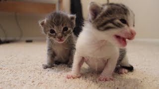 2 Weeks Old Kitten Update [upl. by Christabella976]