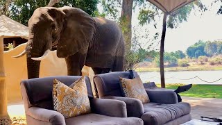 INSANE Elephant encounter inside my villa Zambia [upl. by Adnema]