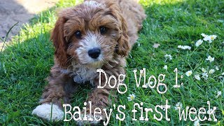 CAVAPOO PUPPY  DOG VLOG 1  BAILEYS FIRST WEEK [upl. by Tabbi]