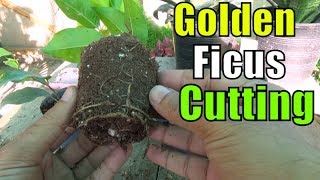 How to Grow Golden Ficus From Cutting [upl. by Tierell941]