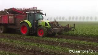 witlofpennen rooien met Loonbedrijf Van Dun [upl. by Alieka]