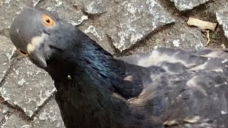 Heartwarming special bond with a wounded Glaswegian street pigeon bird animalstories pigeons [upl. by Naro]