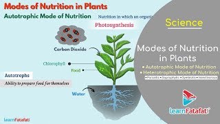 Nutrition in Plants Class 7 Science  Modes of Nutrition in Plants  Autotrophic and Heterotrophic [upl. by Elehcor]