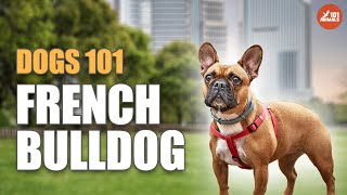 French Bulldog 101 The Charming Breed for Any Lifestyle [upl. by Annayd987]