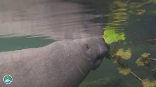 Manatees and Dugongs [upl. by Whale]