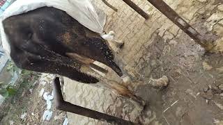 cow treatment done of anaplasma [upl. by Ahsad]