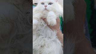 Brushing your cats teeth😸 snowyshorts7 asmr [upl. by Qooraf]