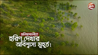 গুলিয়াখালীতে হরিণ দেখার অবিশ্বাস্য মুহূর্ত  Guliakhali Sea Beach  Channel 24 [upl. by Monaco926]