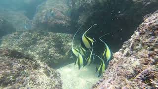 Moorish Idol Dance [upl. by Mellie]