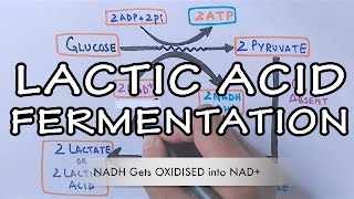 Lactic Acid Fermentation  Detailed [upl. by Thetis]