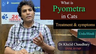 What is pyometra in cats  Pyometra treatment  Pyometra symtoms in cats  Dr Khalid Chaudhary [upl. by Anitsyrhc]