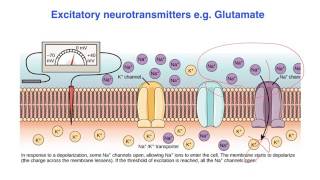 Excitatory vs inhibitory effects of Neurotransmitters  VCE Psychology [upl. by Eirrac]