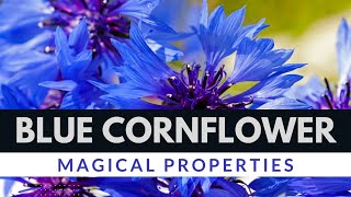 Blue Cornflower Magical Properties [upl. by Ankeny]