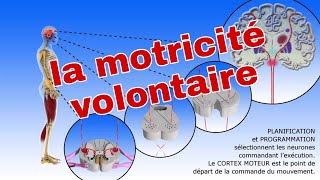 Le cours du système nerveux  la motricité volontaire3AC [upl. by Itida]