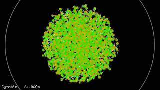 Simulation of melanosome dispersion [upl. by Amelita432]