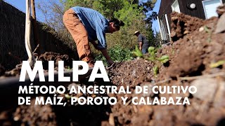 Comenzamos la Milpa Asociación ancestral para cultivar el maiz poroto y calabaza huertafamiliar [upl. by Alegnaed]