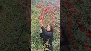 Meet Pyracantha crenulata – the Himalayan Firethorn 🔥🌿 [upl. by Annahtur]