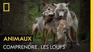 COMPRENDRE  les loups [upl. by Flem612]