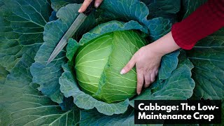 Growing Cabbage The Ultimate LowMaintenance Crop for Your Garden [upl. by Renaud]