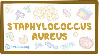 Staphylococcus aureus [upl. by Kirbie769]