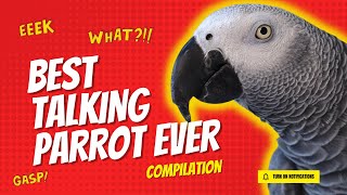 Best Talking Parrot Compilation  Gizmo the Grey Bird [upl. by Blackstock]