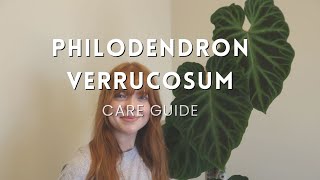 How to care for a Philodendron Verrucosum [upl. by Jasmine271]