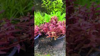 Rotala indica aquascape [upl. by Alika]