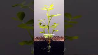 Seeds  Plants Production  tree planting  tree seeds plants production treeplanting tree [upl. by Adnoluy]