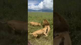 lionesses saves their king from intruder lion hyena elephant cheetah leopard nature wildlife [upl. by Prent107]