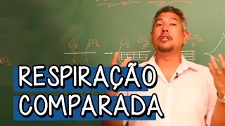 O que é Respiração Comparada  Extensivo Biologia  Descomplica [upl. by Ael]