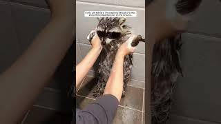 The Inspiring Rescue of a Man and a Motionless Raccoon on the Ground raccoon babyraccoon short [upl. by Airetal]