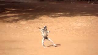 Verreauxs Sifaka dancing at Berenty reserve [upl. by Etaner452]