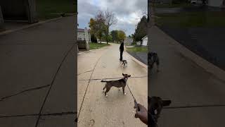 American Pit Bull Terrier Vs Mini Terrier [upl. by Ennaehr]