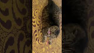 Chonky Scottish Fold cat playing with a straw [upl. by Federico596]