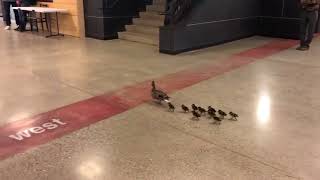 Mother Duck and her Ducklings Visit High School  9888641 [upl. by Lundin]