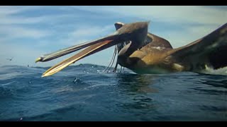 Pelicans Diving  Slow Mo [upl. by Sandry]