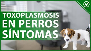 🐶 Cómo Afecta la Toxoplasmosis en los Perros  Síntomas Tratamiento y Prevención 🤕🐶 [upl. by Blackington]