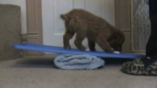 Vito the toller tricks at 10wks [upl. by Bettine828]