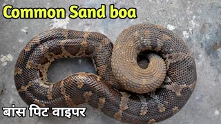 Common sand boa Documentary सैंड बोआ सांप Snake Information Rough tailed sand boa sandboa snakes [upl. by Iinden]